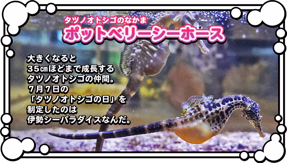 Nintendo Switch『いつでも伊勢シーパラダイス』の解説画面。タツノオトシゴに関する詳細な説明文とイラストが表示され、知育要素が強調されている。