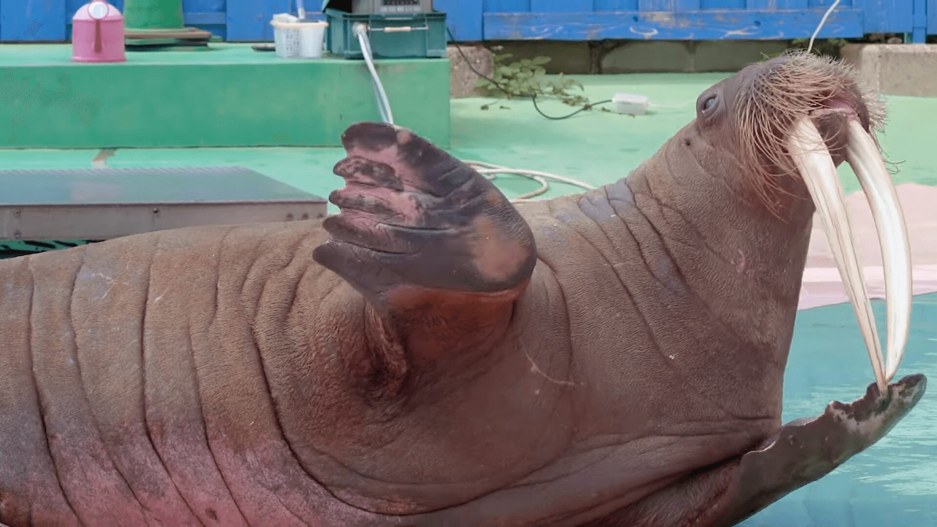 Nintendo Switch『いつでも伊勢シーパラダイス』のゲームプレイ画面。セイウチが画面いっぱいに表示され、プレイヤーが生き物とゼロ距離で交流している様子。知育ゲームの魅力が伝わる。